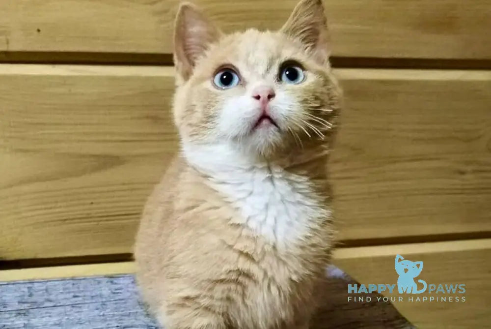 Apricot Munchkin male red silver with white live animals
