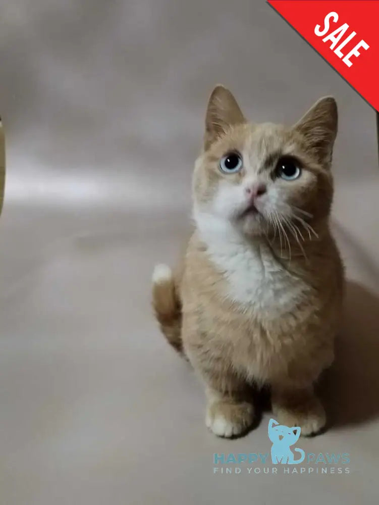 Apricot Munchkin male red silver with white live animals