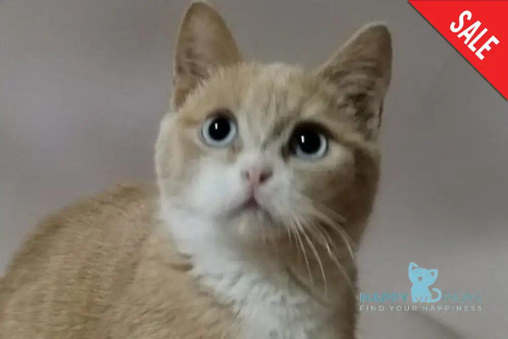 Apricot Munchkin male red silver with white live animals