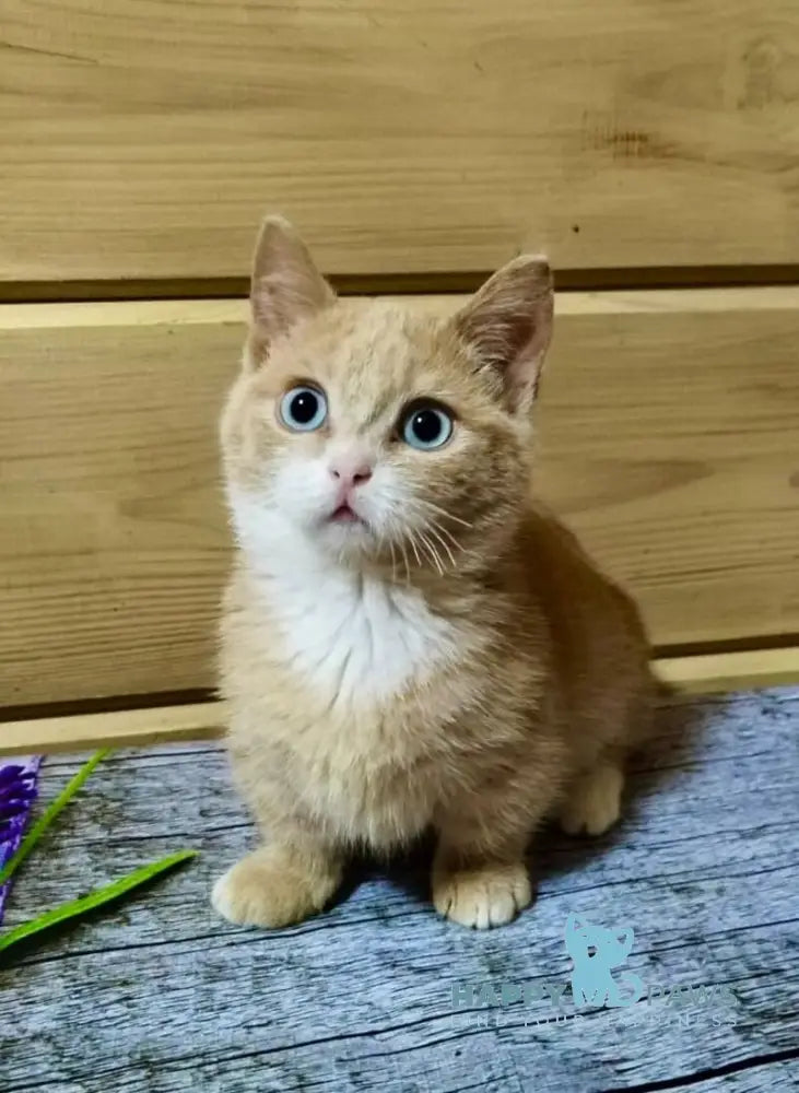 Apricot Munchkin male red silver with white live animals