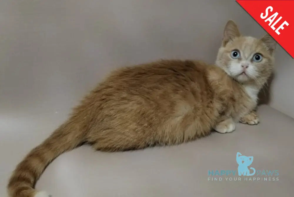 Apricot Munchkin male red silver with white live animals