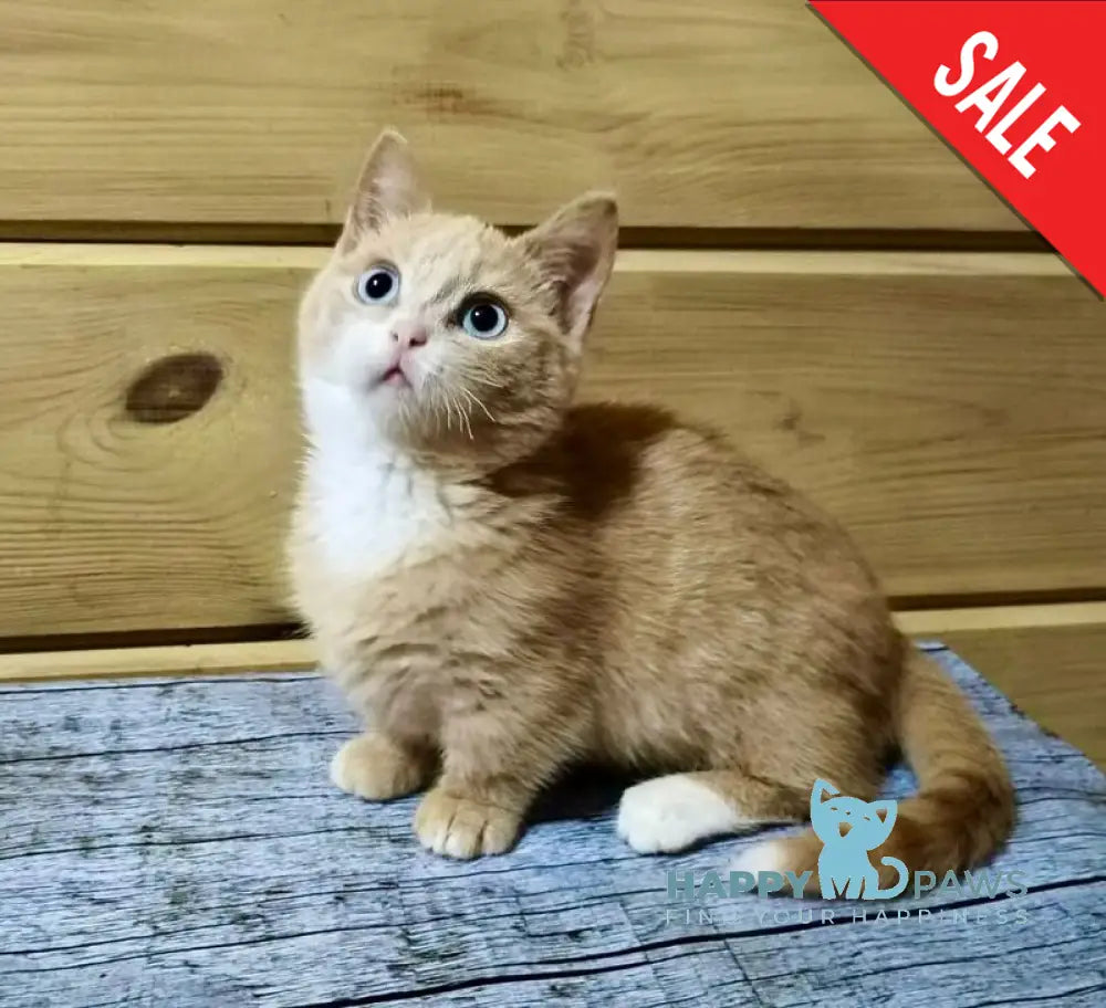 Apricot Munchkin male red silver with white live animals