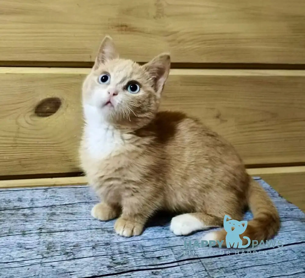 Apricot Munchkin male red silver with white live animals