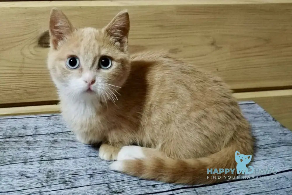 Apricot Munchkin male red silver with white live animals