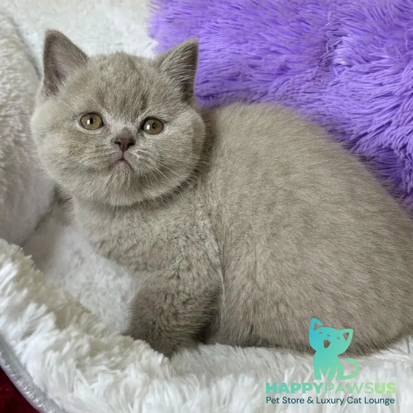 Apricot Scottish Straight female lilac - live animals