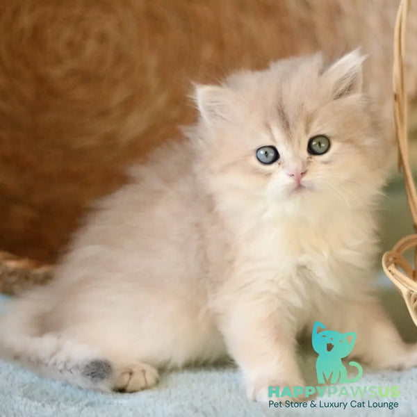April British Longhair female blue golden chinchilla - live animals