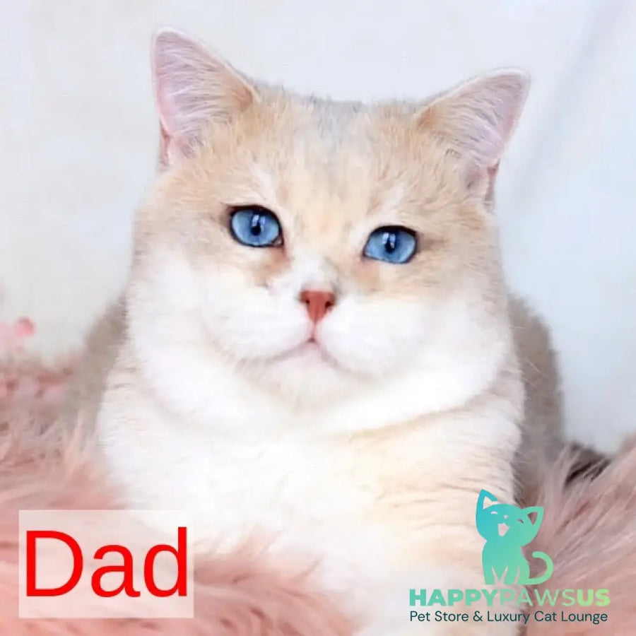 April British Shorthair male blue golden chinchilla - live animals