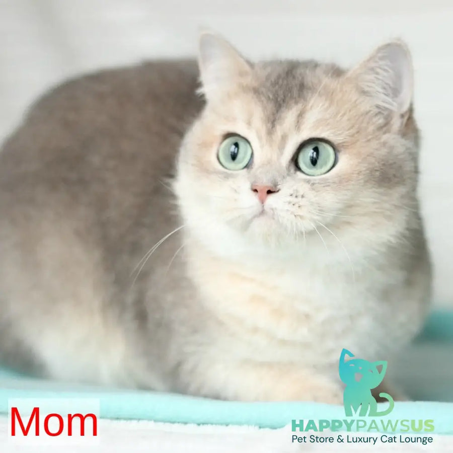 April British Shorthair male blue golden chinchilla - live animals