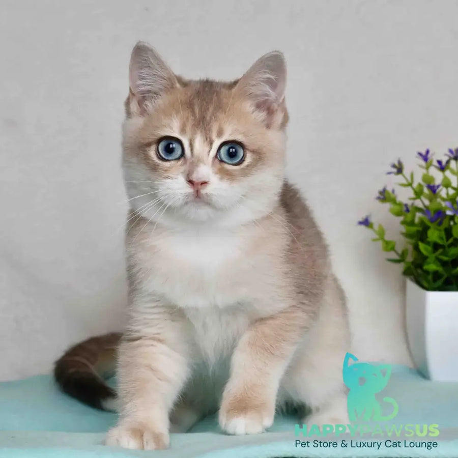 April British Shorthair male blue golden chinchilla - live animals