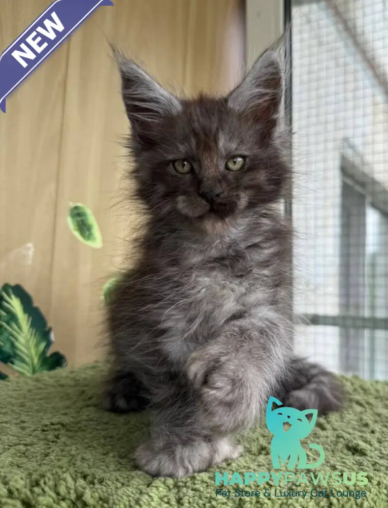 Aquamarine Maine Coon polydactyl male black silver - live animals