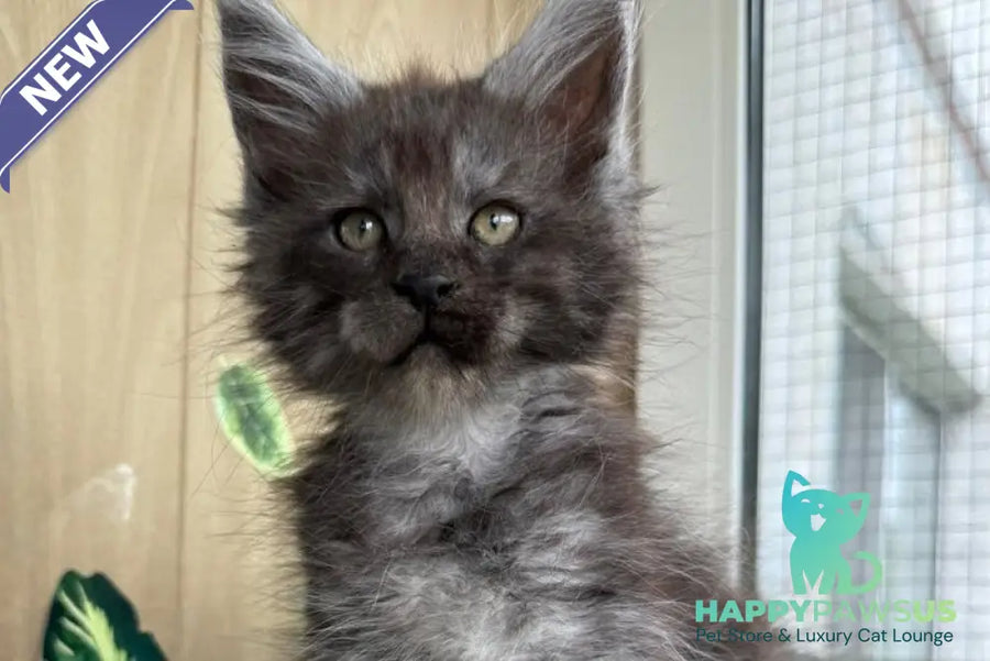 Aquamarine Maine Coon polydactyl male black silver - live animals