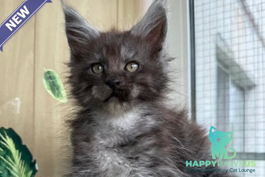 Aquamarine Maine Coon polydactyl male black silver - live animals