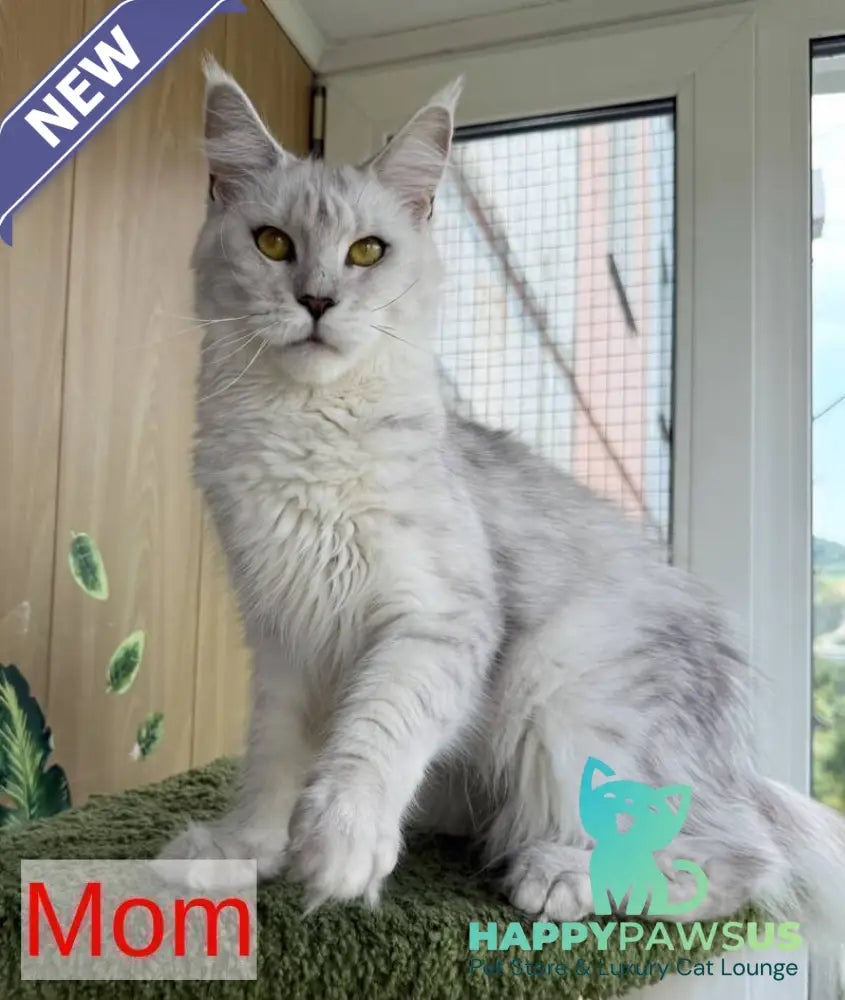 Aquamarine Maine Coon polydactyl male black silver - live animals