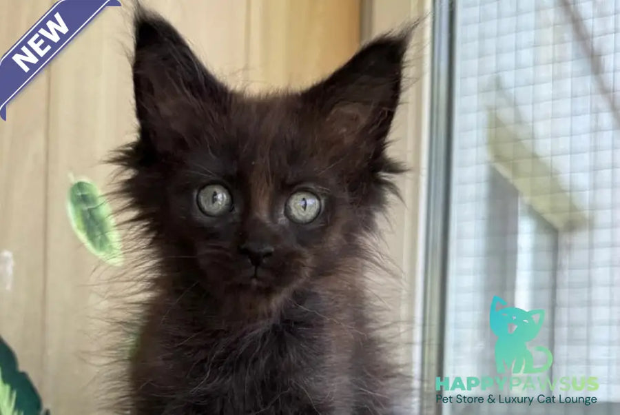 Aquarius Maine Coon polydactyl male black silver - live animals