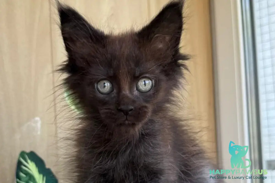 Aquarius Maine Coon polydactyl male black silver - live animals