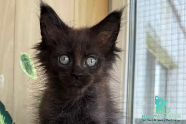 Aquarius Maine Coon polydactyl male black silver - live animals