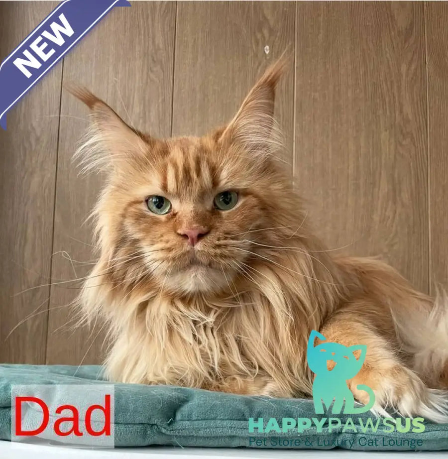 Aquarius Maine Coon polydactyl male black silver - live animals