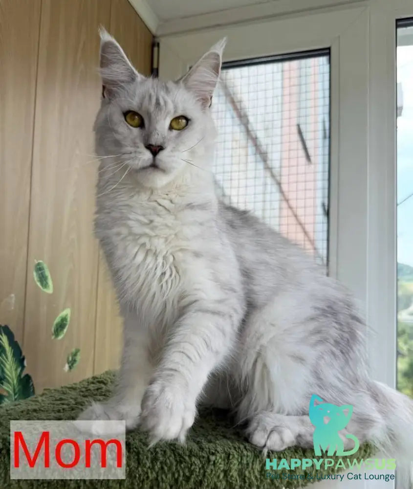 Aquarius Maine Coon polydactyl male black silver - live animals