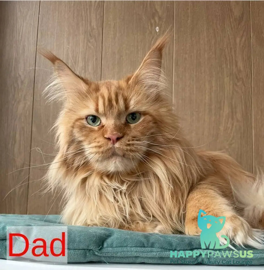 Aquarius Maine Coon polydactyl male black silver - live animals