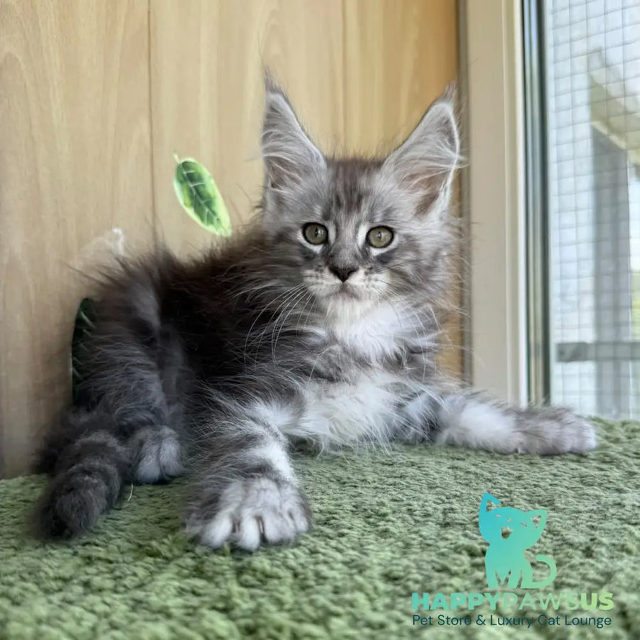 Aquatol Maine Coon male black silver tabby - live animals