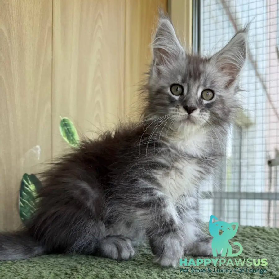 Aquatol Maine Coon male black silver tabby - live animals