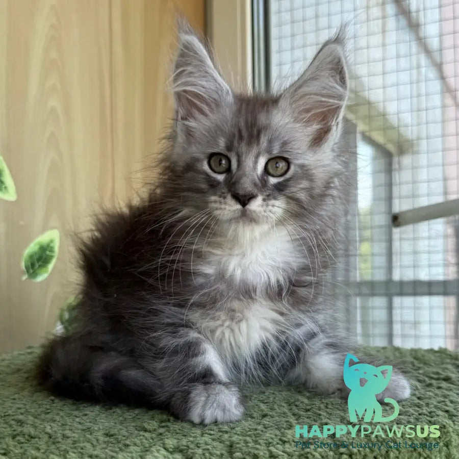Aquatol Maine Coon male black silver tabby - live animals