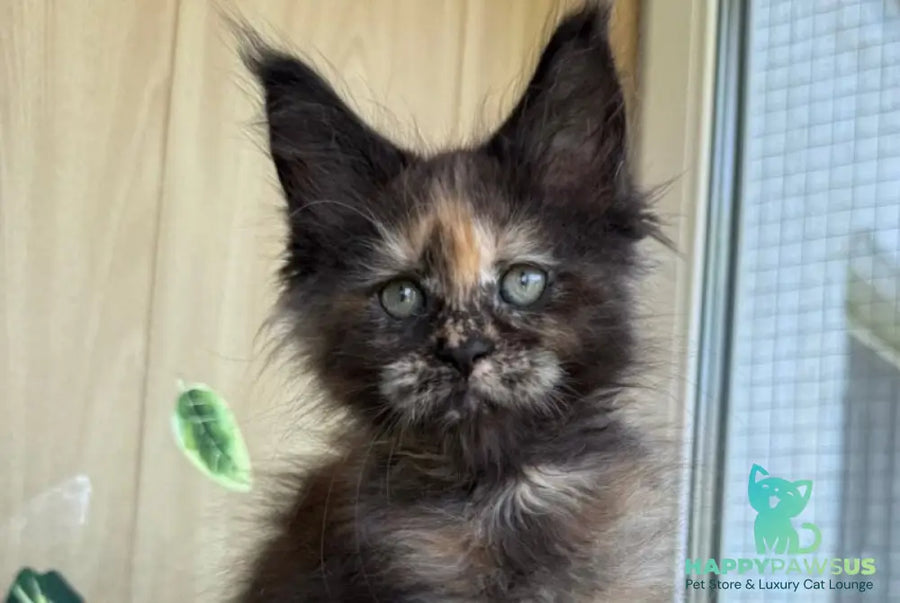 Aquatory Maine Coon polydactyl female black tortie silver - live animals