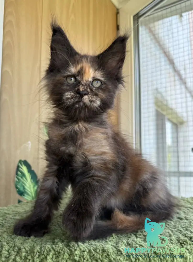 Aquatory Maine Coon polydactyl female black tortie silver - live animals