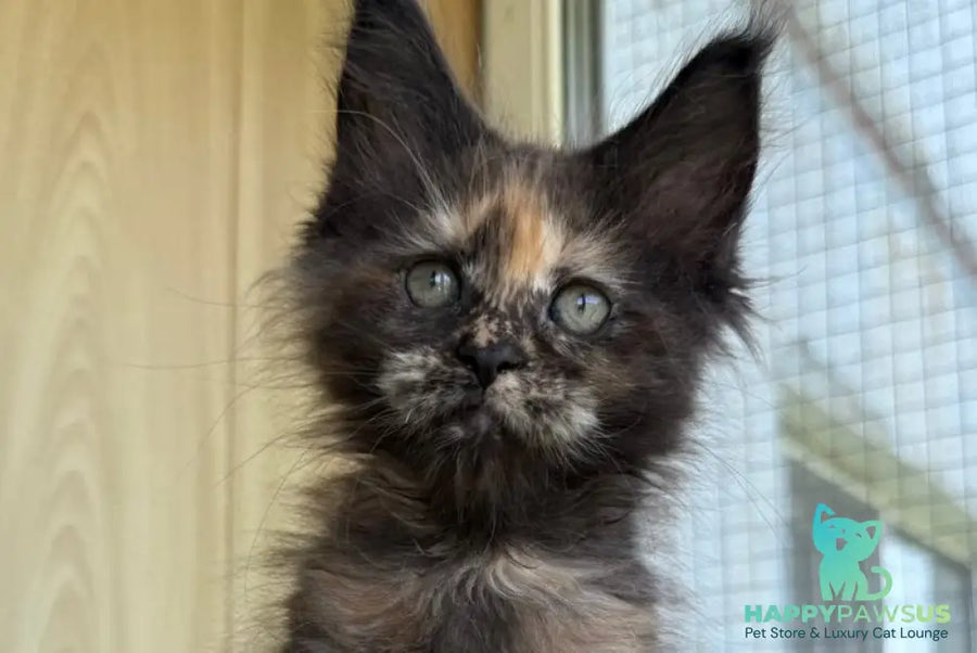 Aquatory Maine Coon polydactyl female black tortie silver - live animals
