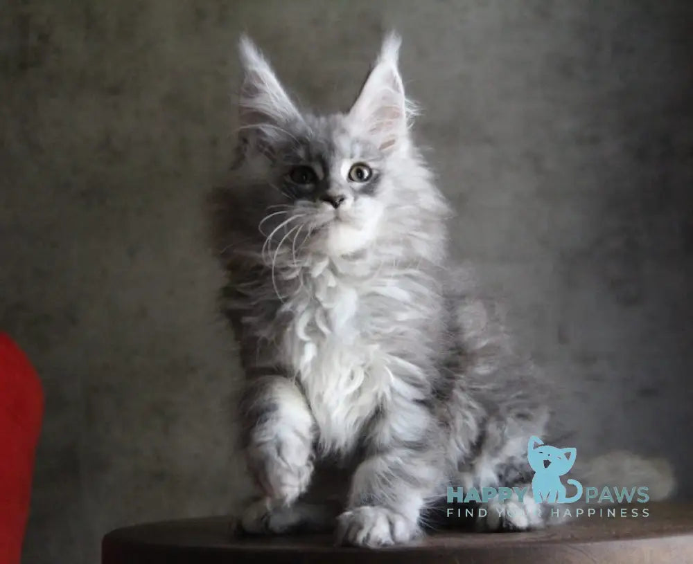 Arabeska Maine Coon female blue silver tabby live animals