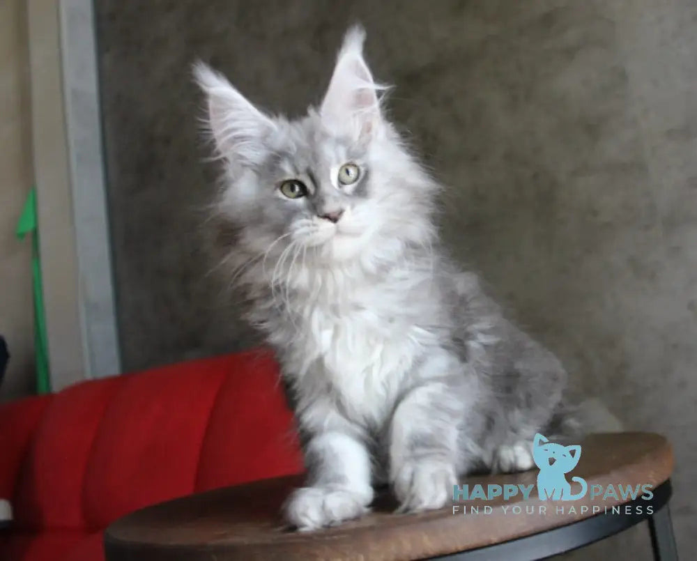 Arabeska Maine Coon female blue silver tabby live animals