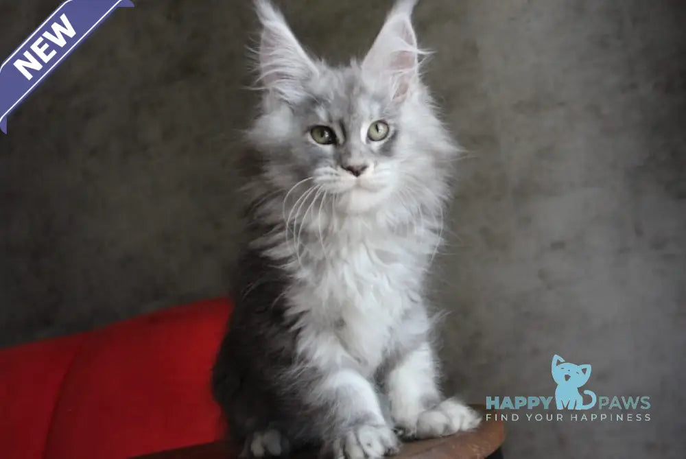 Arabeska Maine Coon female blue silver tabby live animals