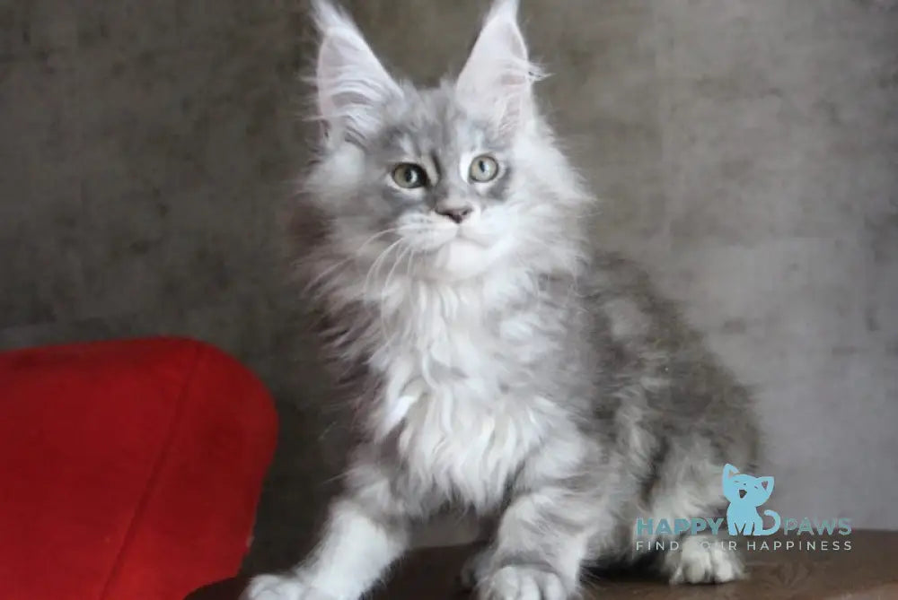 Arabeska Maine Coon female blue silver tabby live animals