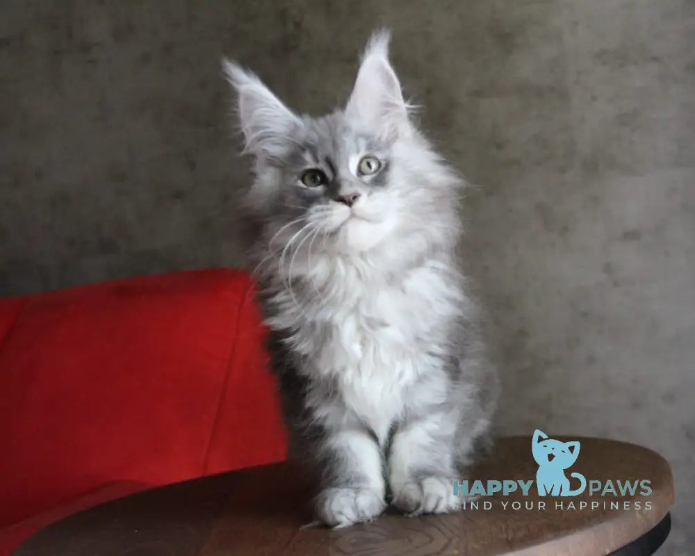 Arabeska Maine Coon female blue silver tabby live animals