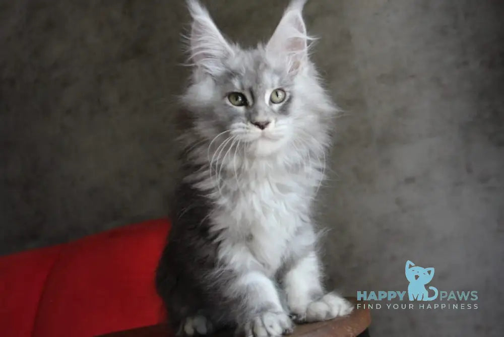 Arabeska Maine Coon female blue silver tabby live animals