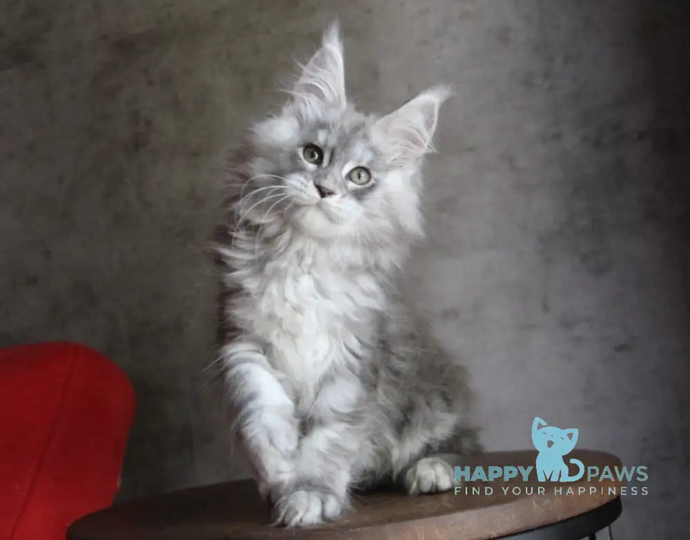 Arabeska Maine Coon female blue silver tabby live animals