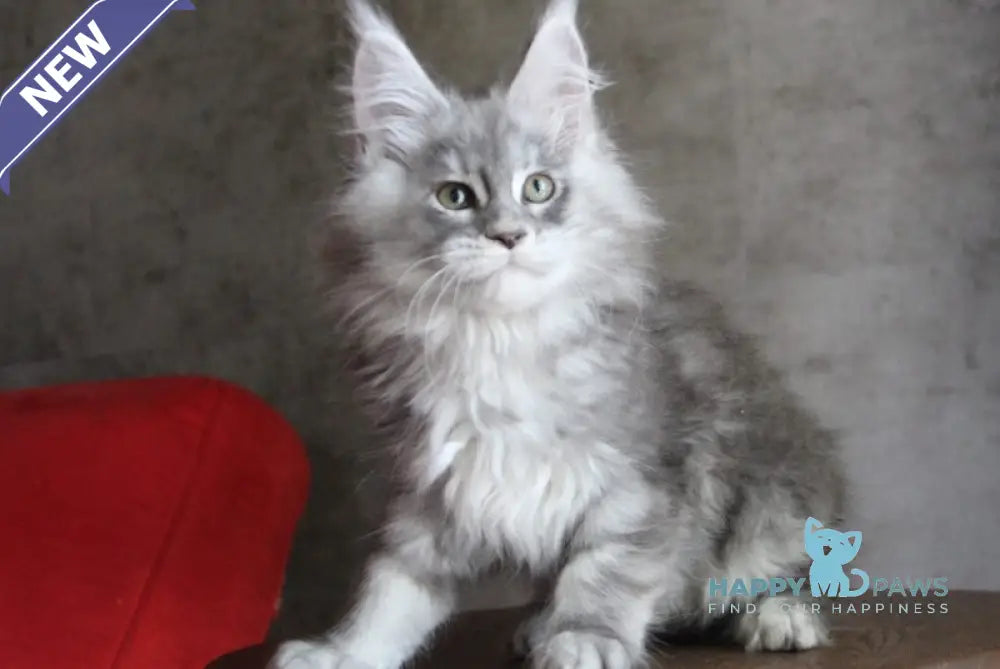 Arabeska Maine Coon female blue silver tabby live animals