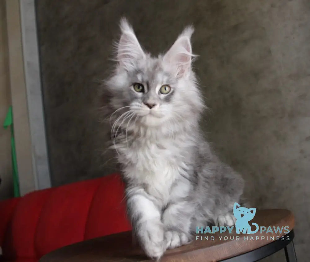 Arabeska Maine Coon female blue silver tabby live animals
