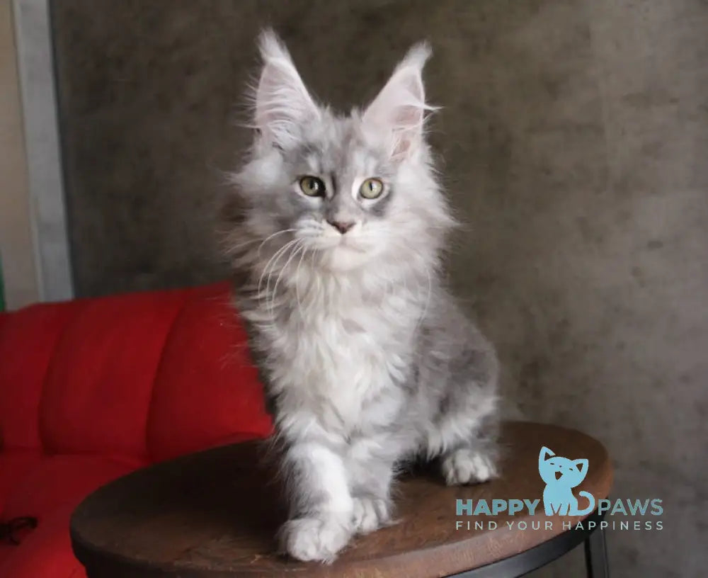 Arabeska Maine Coon female blue silver tabby live animals
