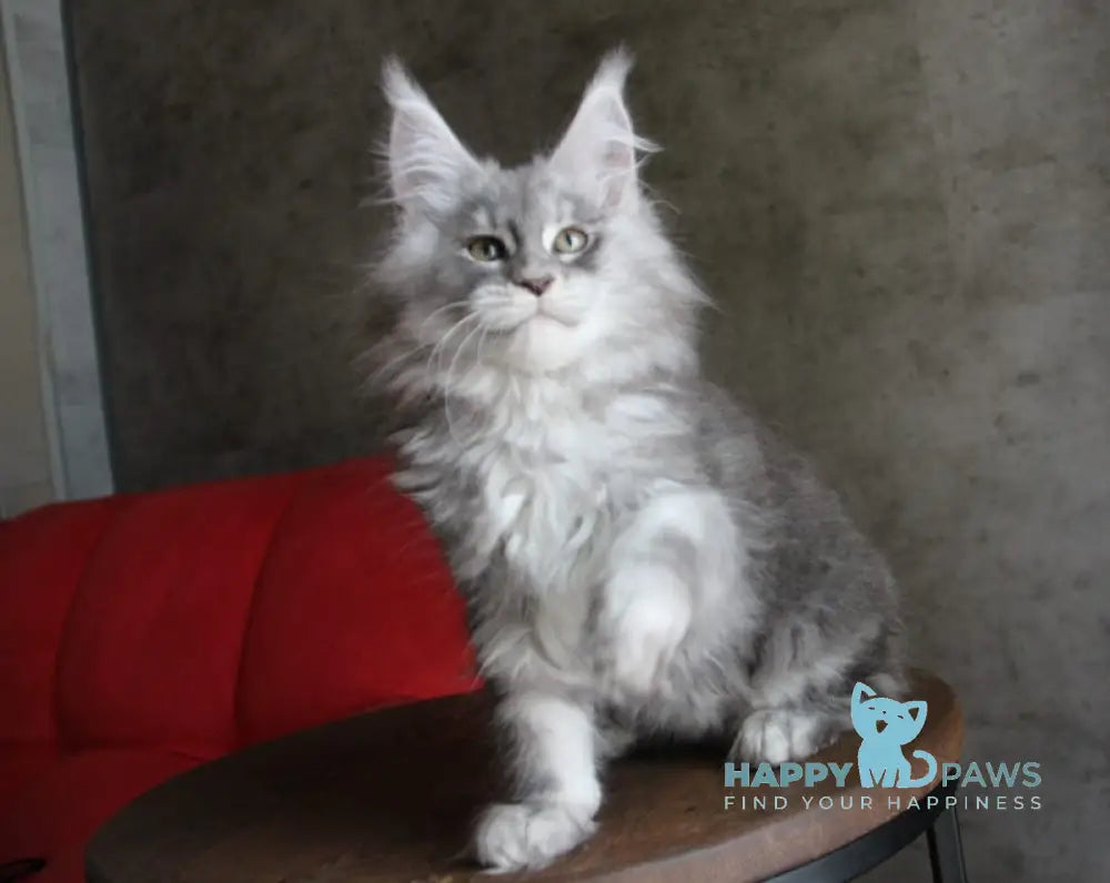 Arabeska Maine Coon female blue silver tabby live animals