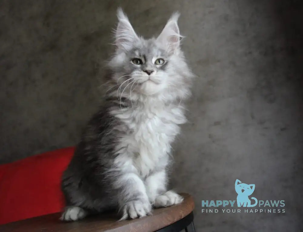 Arabeska Maine Coon female blue silver tabby live animals