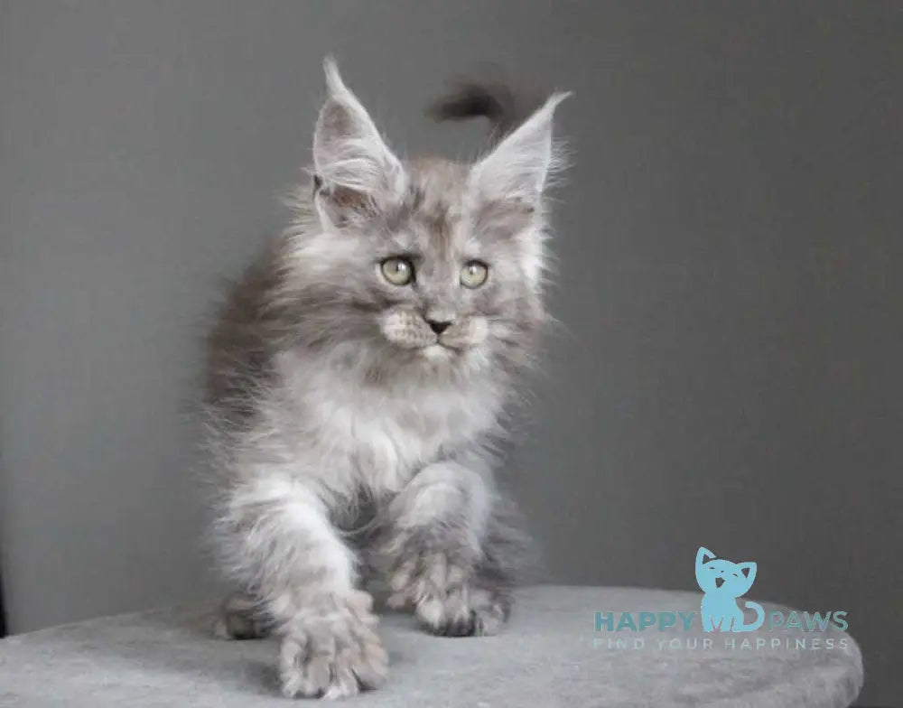 Arabica Maine Coon female black silver live animals