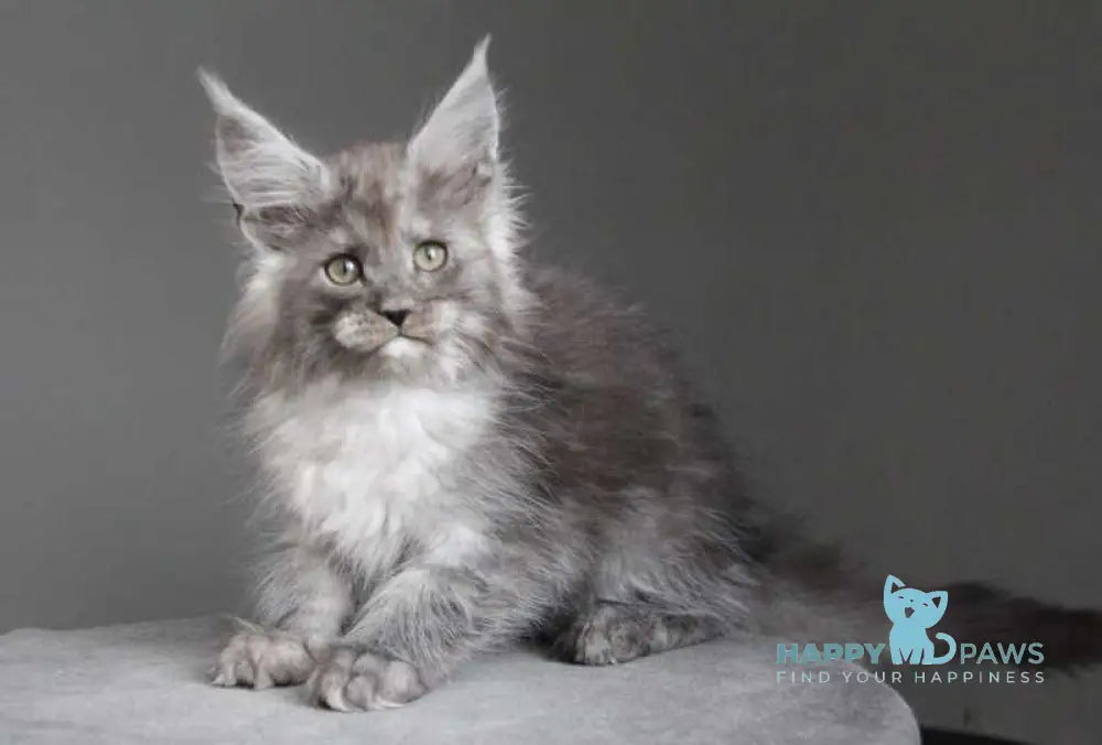 Arabica Maine Coon female black silver live animals