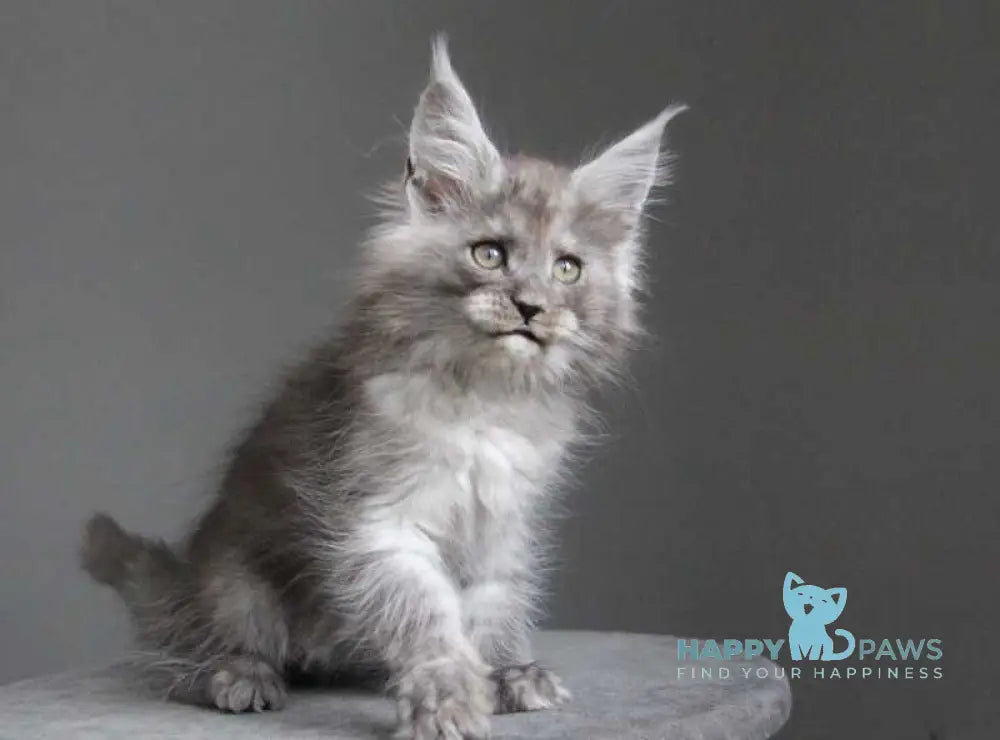 Arabica Maine Coon female black silver live animals
