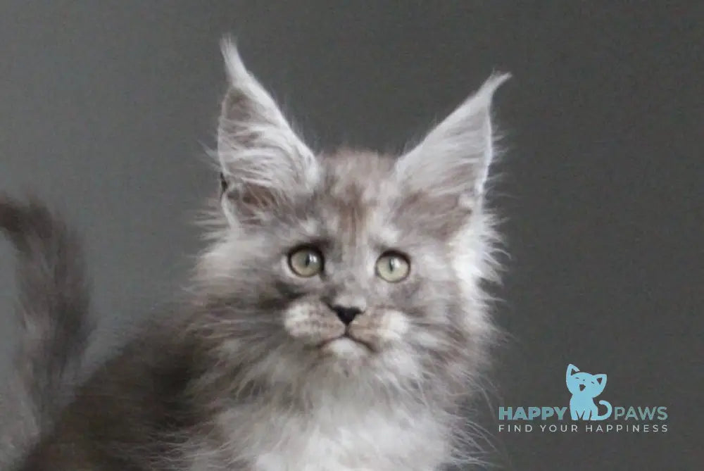 Arabica Maine Coon female black silver live animals