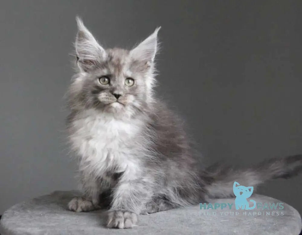 Arabica Maine Coon female black silver live animals
