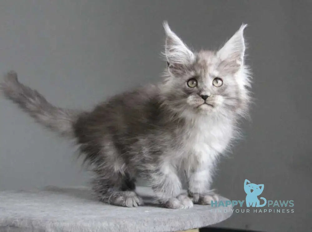 Arabica Maine Coon female black silver live animals
