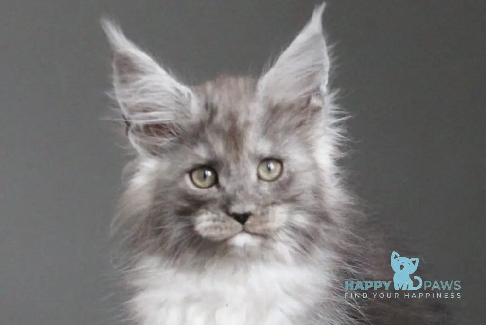 Arabica Maine Coon female black silver live animals
