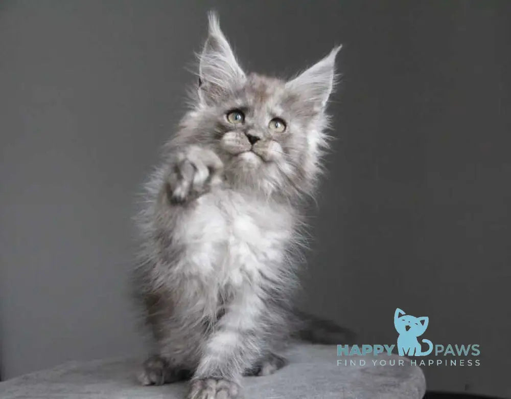 Arabica Maine Coon female black silver live animals