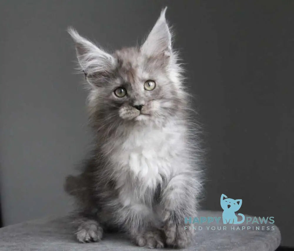Arabica Maine Coon female black silver live animals